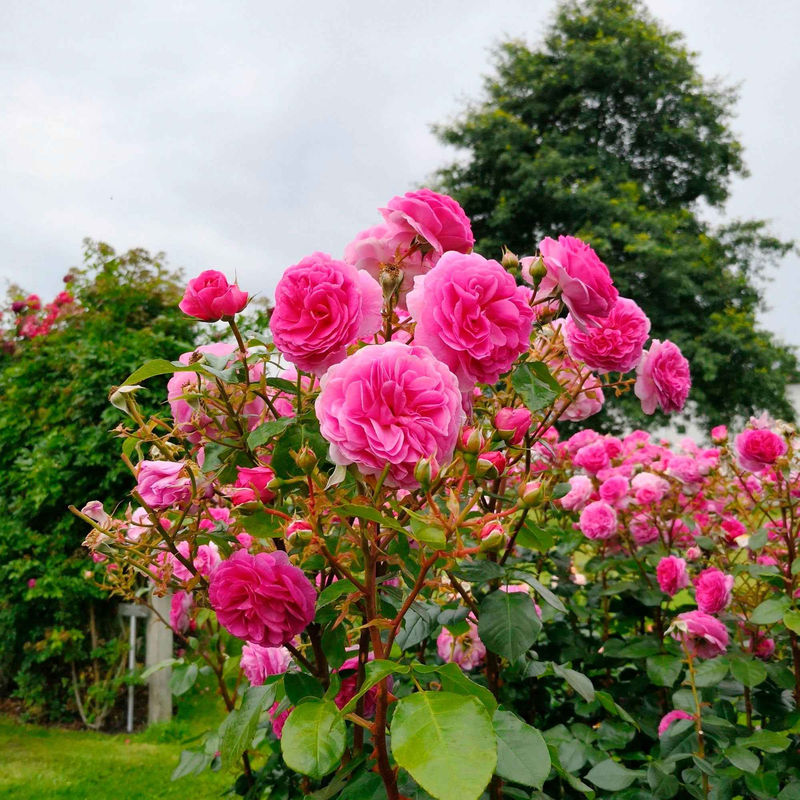 Kletterrose 'Ozeana'