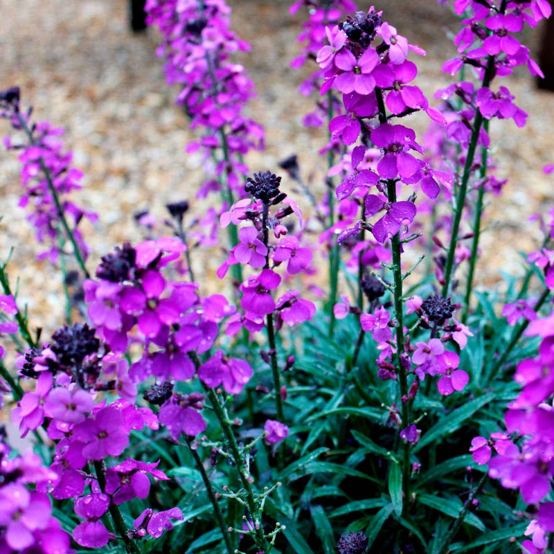 Goldlack 'Bowles Mauve'