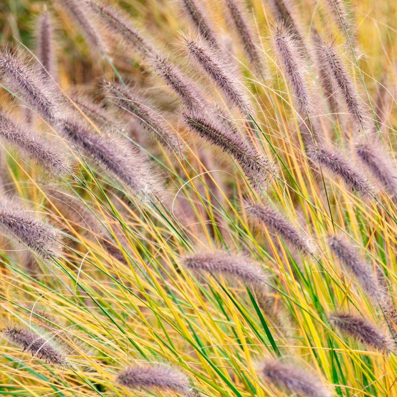 Lampenputzergras 'Viridescens'