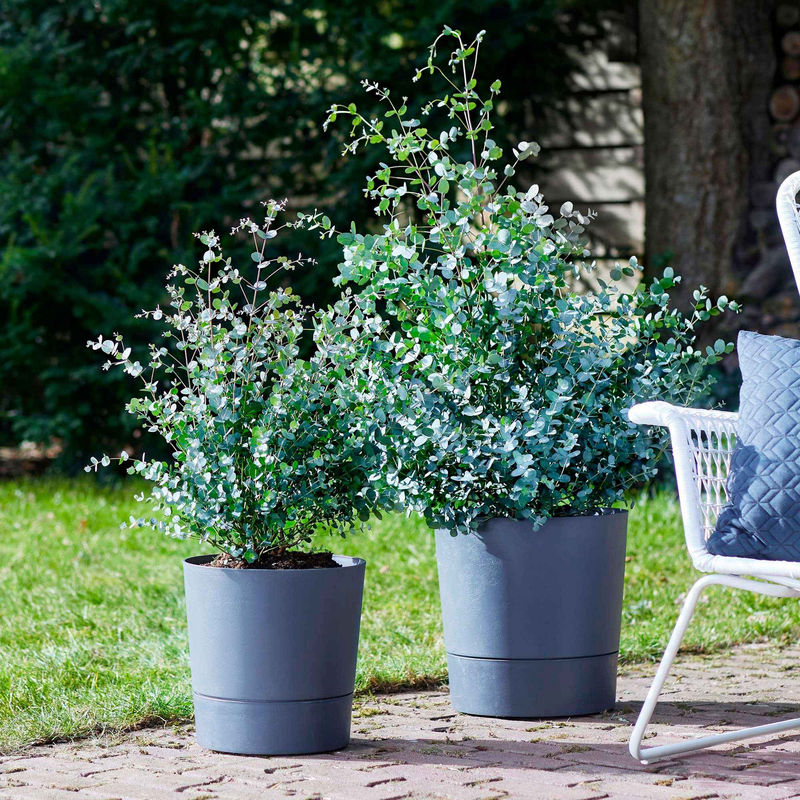 Eukalyptus - Title:Der topf / 1.5L / Lieferhöhe 20-30cm