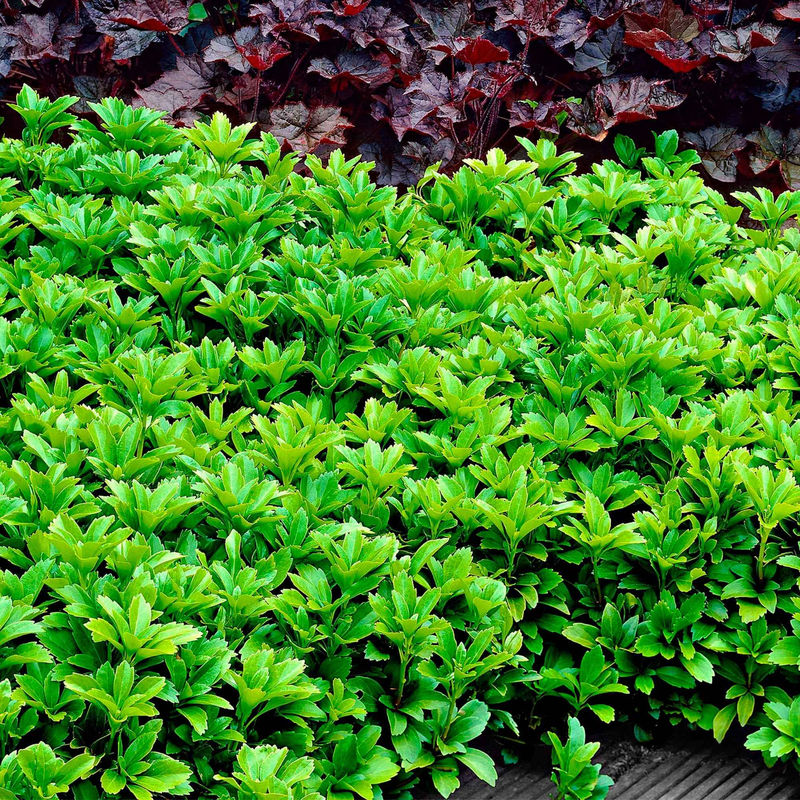 Dickmännchen (Pachysandra terminalis) (x3)