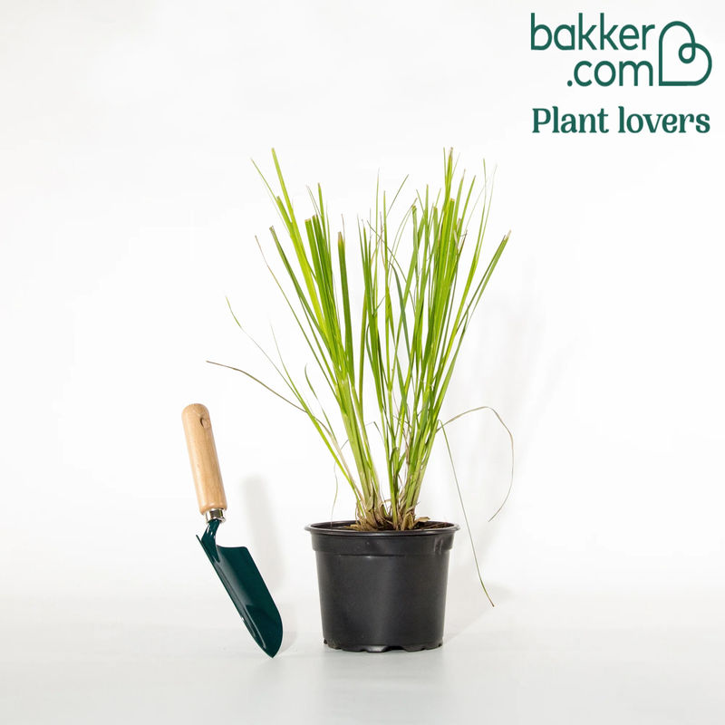 Pampasgras Cortaderia 'Pumila' - Title:Der topf / 2L / Lieferhöhe 25-30cm