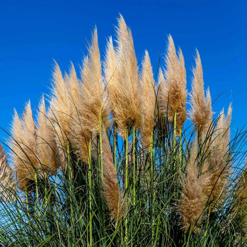 Pampasgras Cortaderia 'Pumila' - Title:Der topf / Ø 9cm