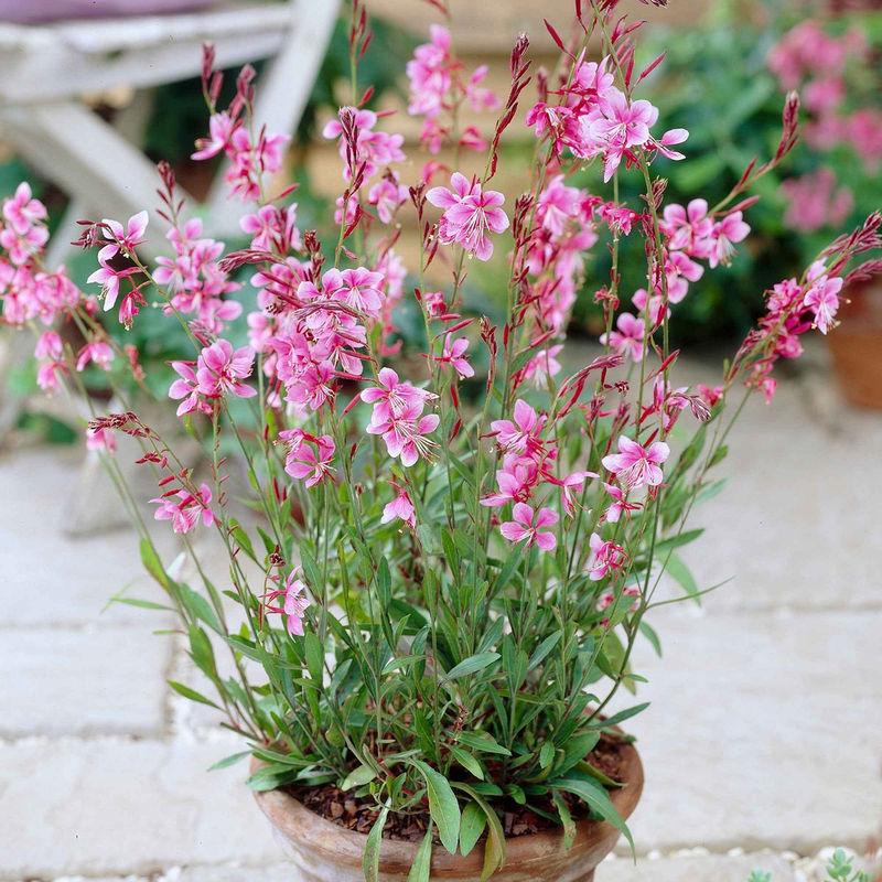 Lindheimers Prachtkerze 'Siskiyou Pink' - Title:Der topf / 8cm