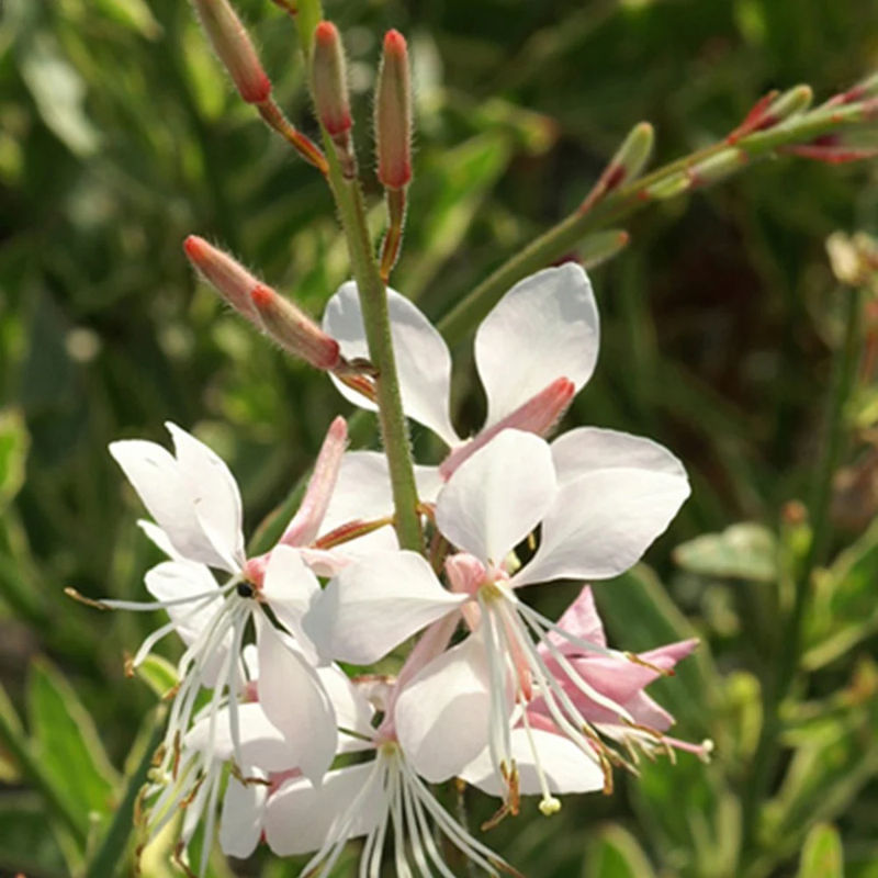Gaura Corrie's Gold
