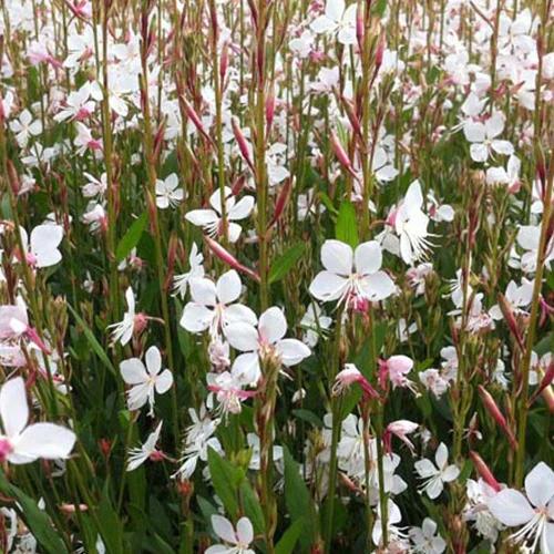 Gaura Snowstorm - Title:Der topf / 8cm