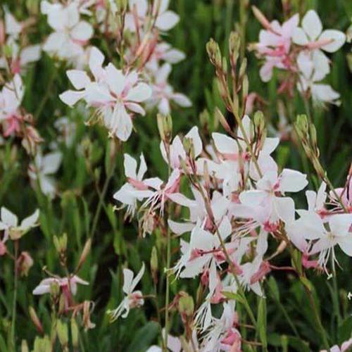 Gaura Short Form
