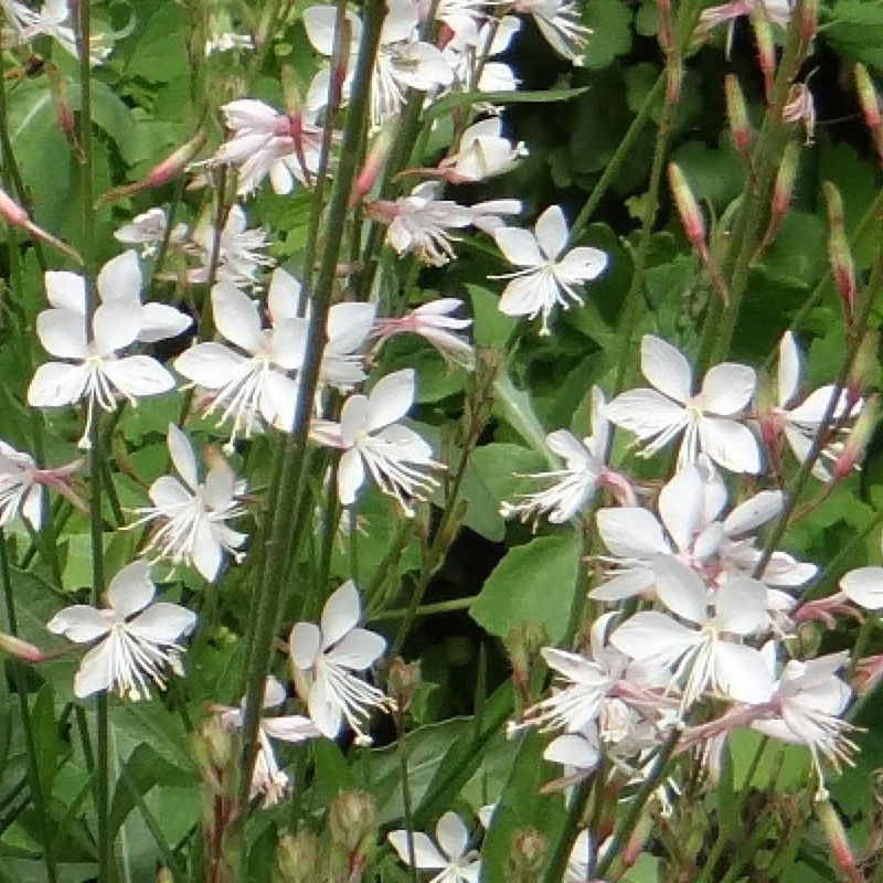 Prachtkerze Summer Breeze
