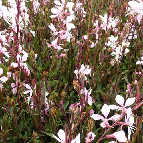 Gaura Cherry Brandy