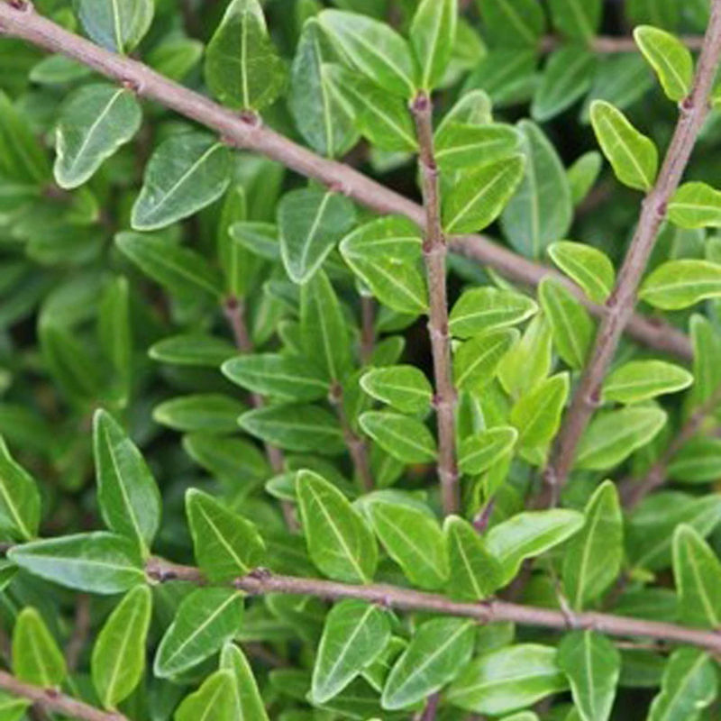Böschungsmyrte Moss Green (x3)
