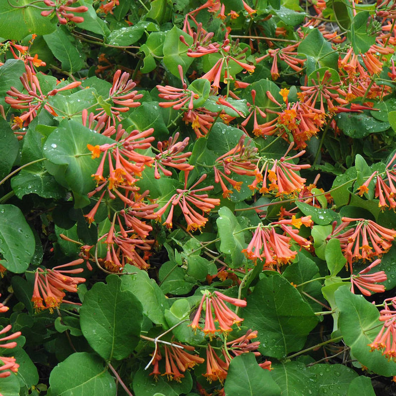 Lonicera 'Dropmore Scarlet' - Title:Der topf / 2L / Lieferhöhe 40-50cm