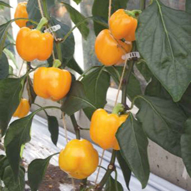 Paprika Capsicum 'Yellow California Wonder'