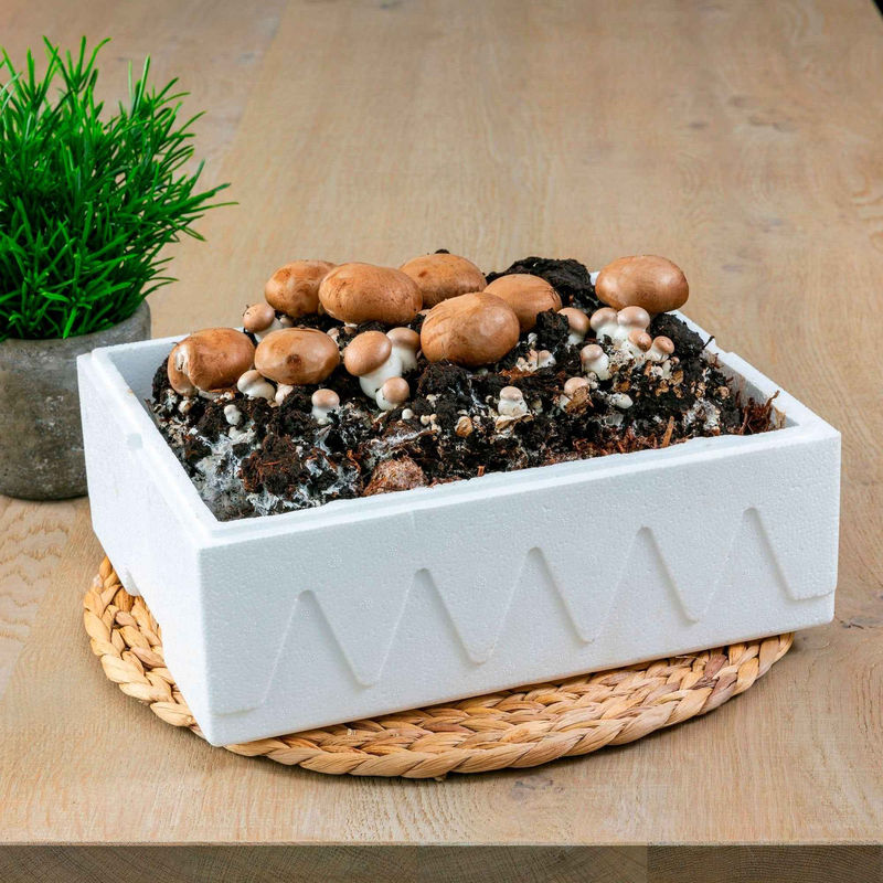 Champignon-Zuchtset