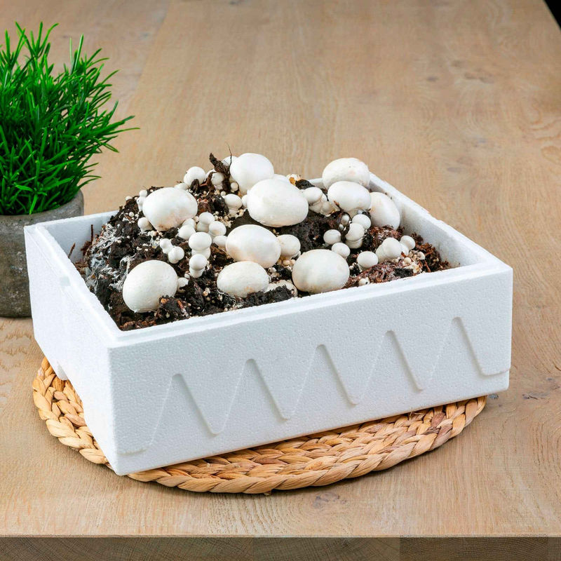 Champignon-Zuchtset 'Blanc de Paris'