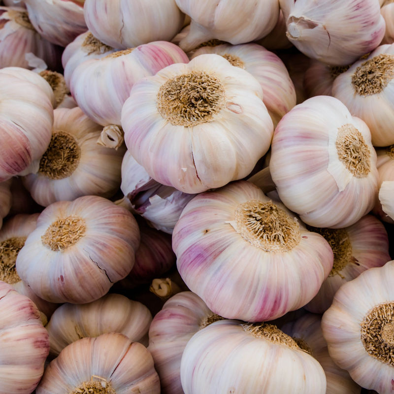 Rosa Knoblauch
