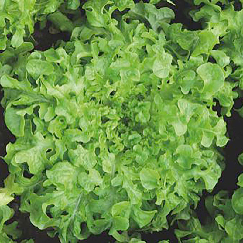Eichblattsalat 'Salad Bowl'