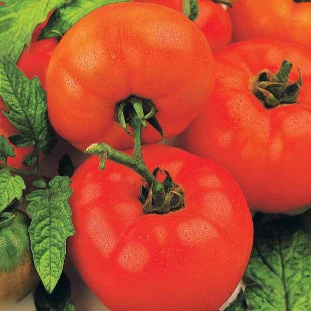 Tomate 'Saint Pierre'