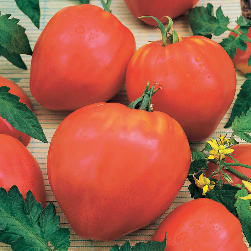 Fleischtomate 'Coeur de Boeuf'