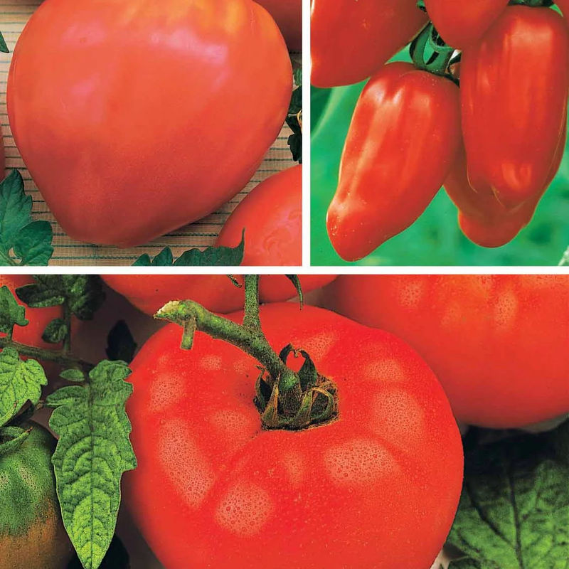 Tomatenmischung (Coeur de Boeuf, Saint Pierre, San M)