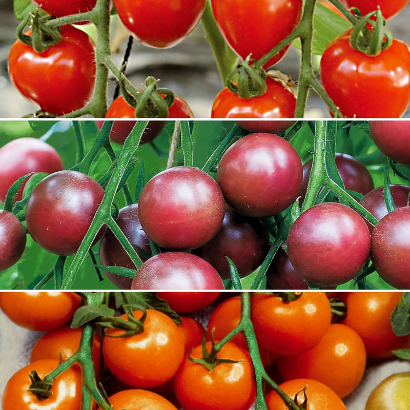 Sammlung von Kirschtomaten