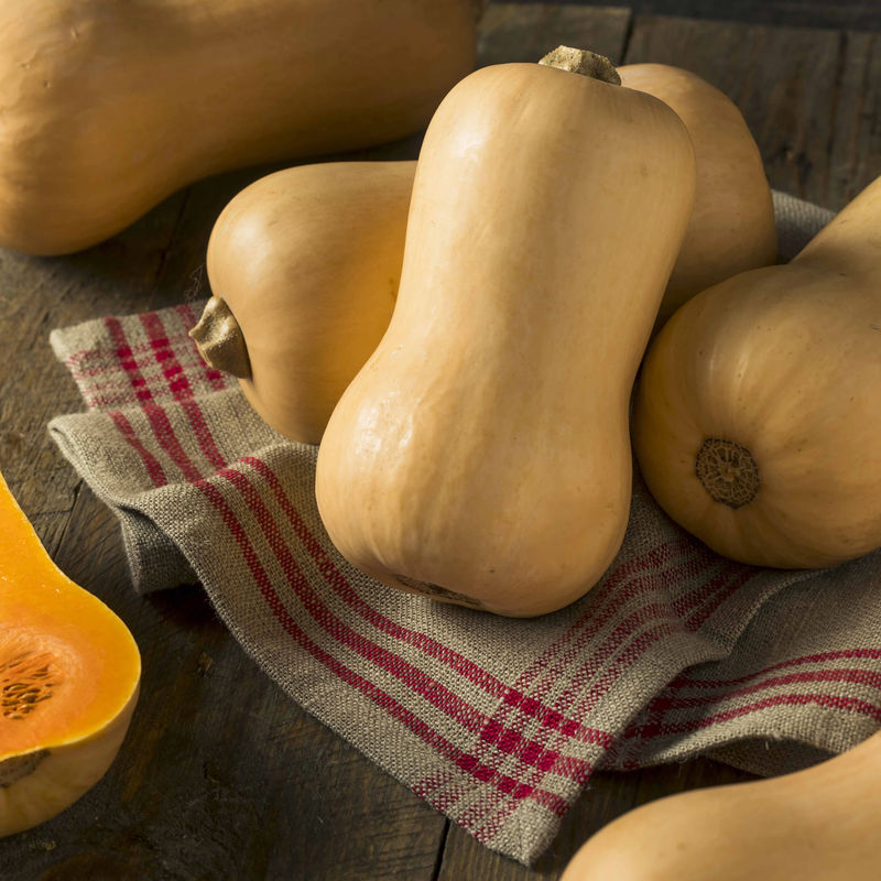 Butternut-Kürbis Hercules F1
