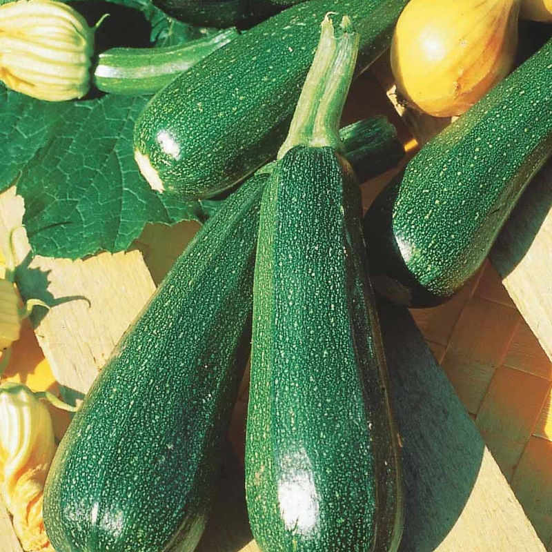 Grüne Zucchini der Gemüsegärtner