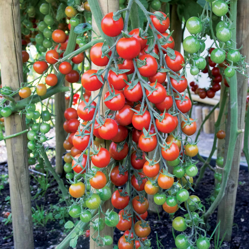 Kirschtomate Sweet Baby