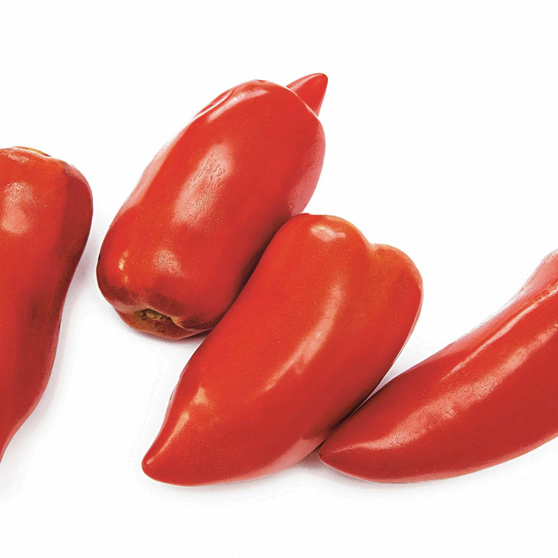 Sammeltomate aus den Anden