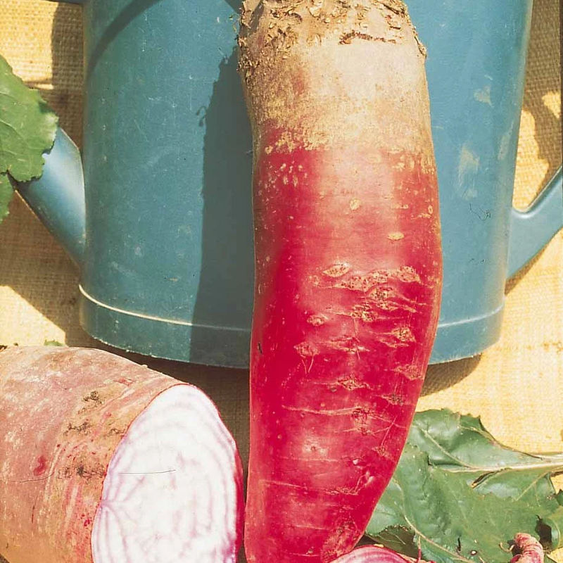 Rote Riesenrübe