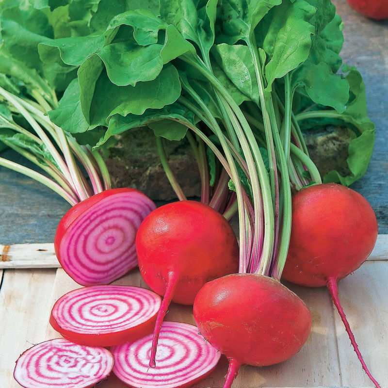 Rote Bete Chioggia