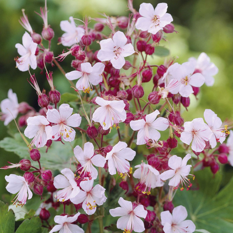 Garten-Storchschnabel Spessart (x3)