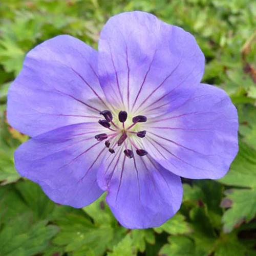 Geranium Azure Rush