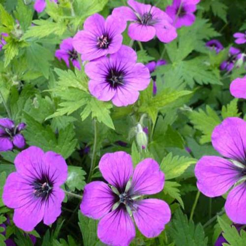 Geranium Anne Thomson