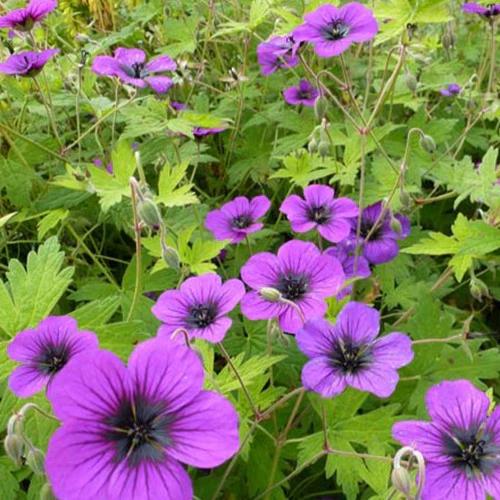 Geranium Ann Folkard