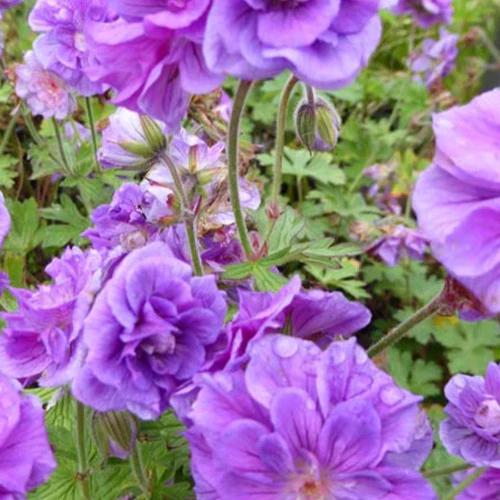 Himalaya-Geranie mit gefüllten Blüten