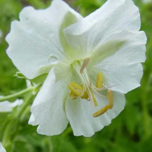 Brauner Geranium mit weißen Blüten