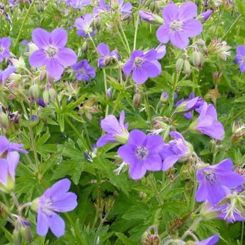 Mehrjährige Waldgeranie Mayflower