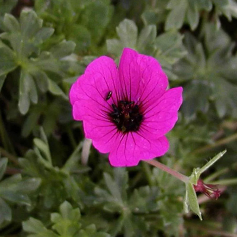 Geranie Splendens
