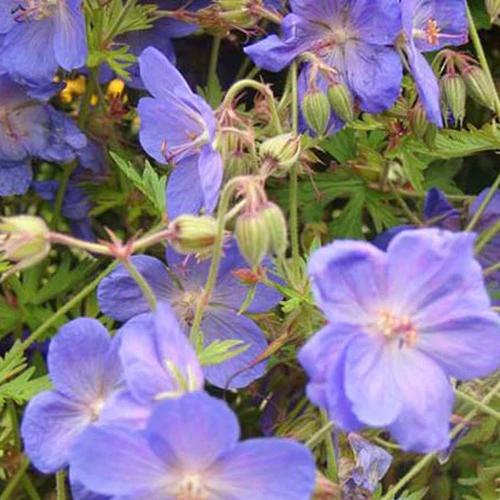 Geranium Brookside