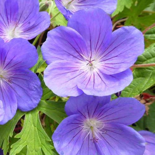 Staudengeranie Eureka Blue