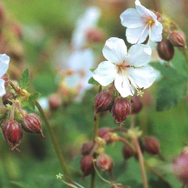 Balkan-Geranium Spessart