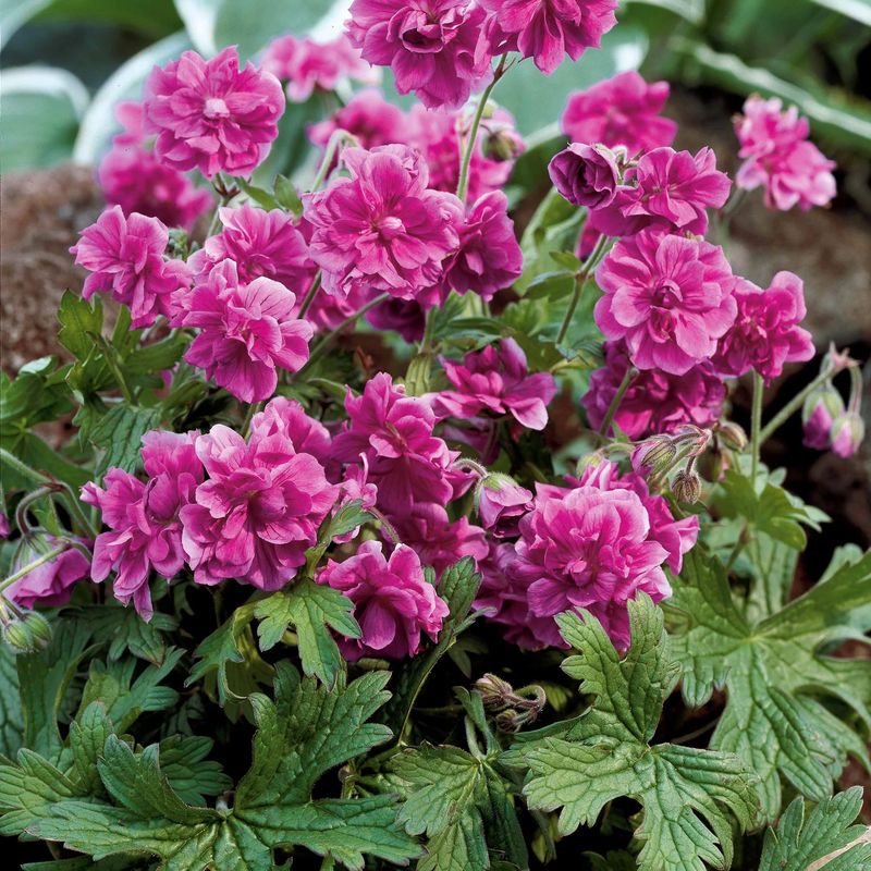Staudengeranie Birch Double rosa (x2)
