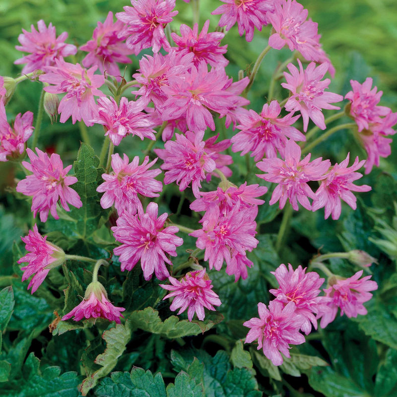 Storchschnabel Southcombe Double (x3)