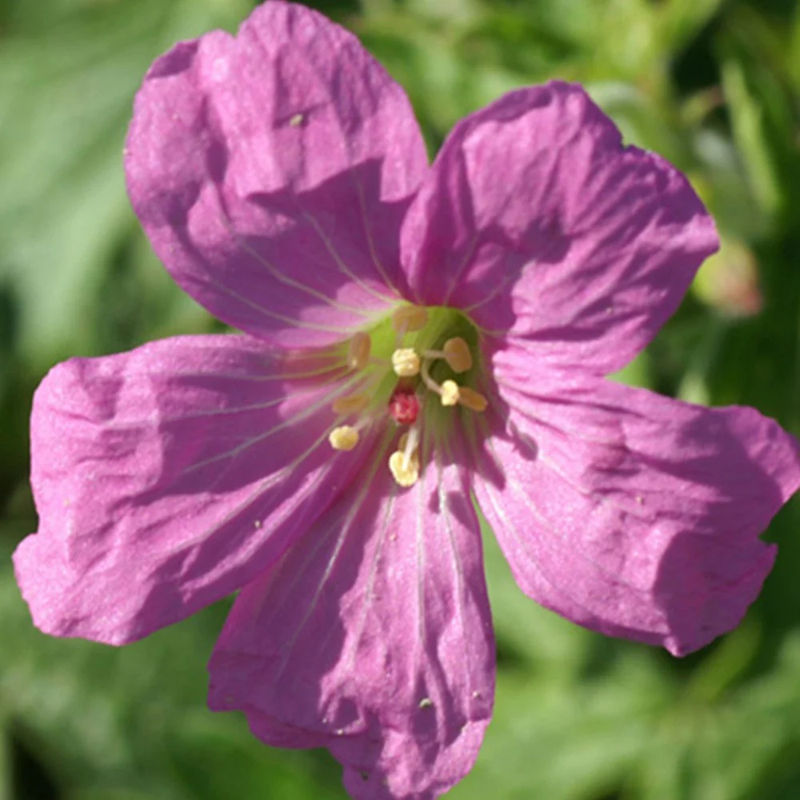 Storchschnabel Rosenlicht