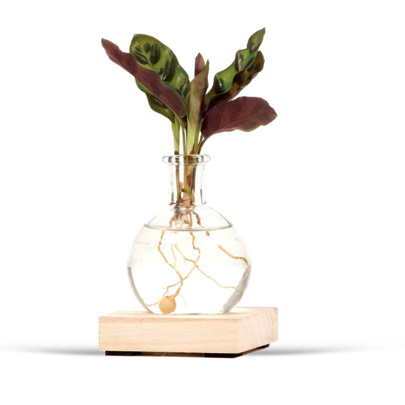 Calathea im Samoa-Glas mit LED-Beleuchtung - Hydroponik (x2)