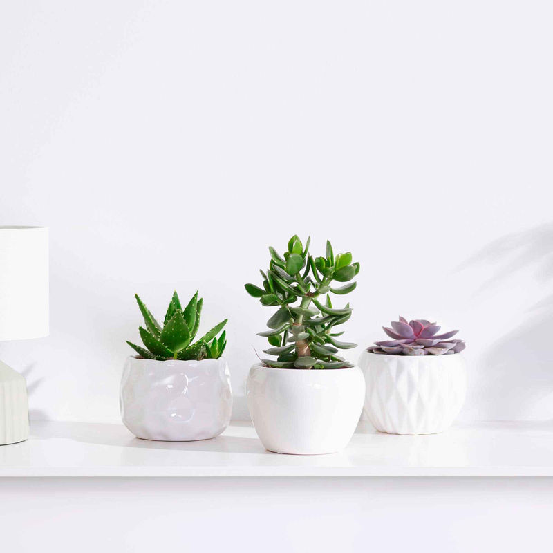 Sukkulentenmischung - Crassula 'Minova Magic' + 2 Gasterias (x3)