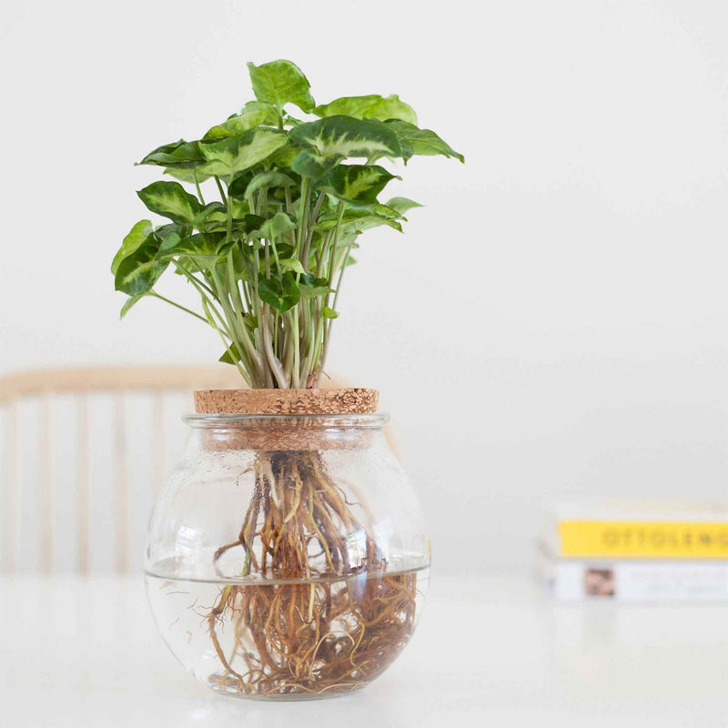 Syngonium im Kugelglas - Hydroponik (x2)