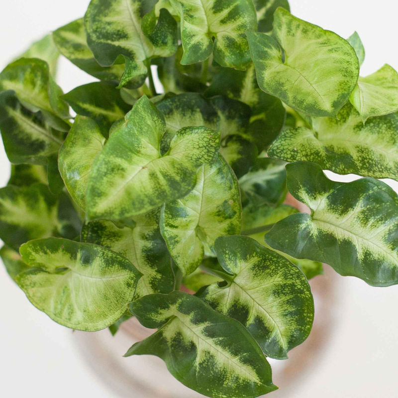 Syngonium im Kugelglas mit LED-Beleuchtung - Hydroponik (x2)