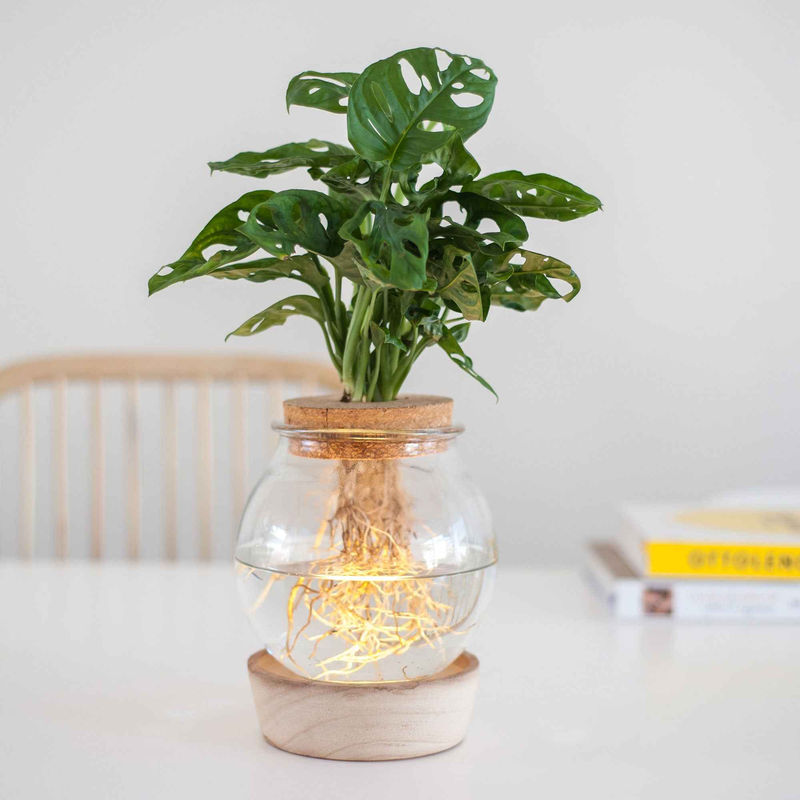 Monstera im Kugelglas mit LED-Beleuchtung - Hydroponik (x2)