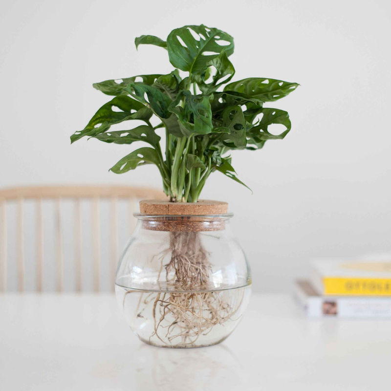 Monstera im Kugelglas - Hydroponik (x2)